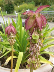 Eucomis bicolor