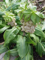 Eucomis bicolor