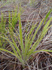 Corymbium villosum