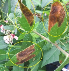 Asteromella clethrae