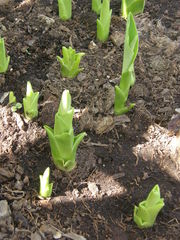 Eucomis pallidiflora