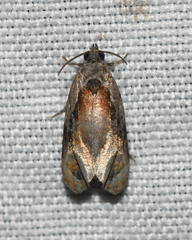 Zomaria interruptolineana