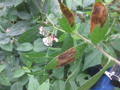 Asteromella clethrae