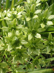 Eucomis pallidiflora