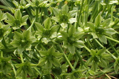 Eucomis pallidiflora