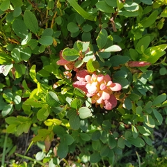 Exobasidium vaccinii-uliginosi