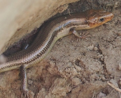 Plestiodon skiltonianus skiltonianus