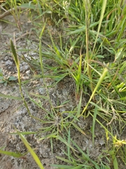 Sporobolus alopecuroides