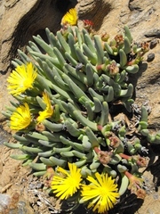 Cephalophyllum goodii