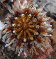 Cephalophyllum goodii