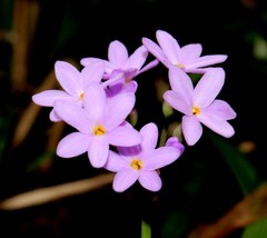 Tulbaghia