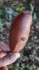 Hymenaea martiana