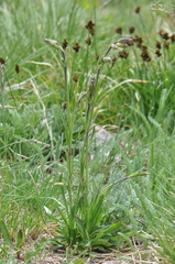 Silene drummondii striata