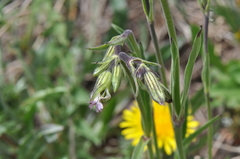 Silene drummondii striata