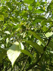 Euonymus myrianthus