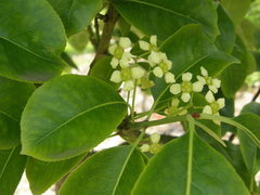 Euonymus carnosus
