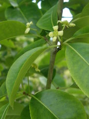 Euonymus carnosus