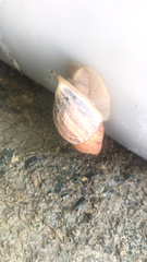 Plekocheilus glaber