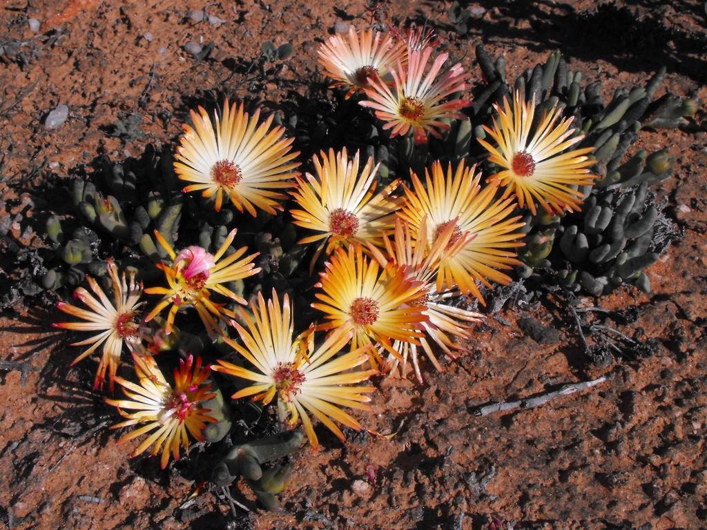 Cephalophyllum rigidum