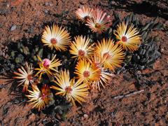 Cephalophyllum rigidum