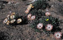 Cephalophyllum rigidum