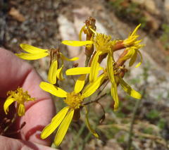 Senecio junceus