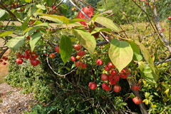 Euonymus latifolius planipes