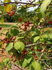 Euonymus latifolius planipes