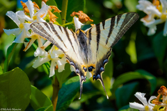 Iphiclides podalirius