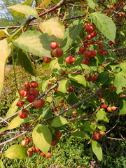 Euonymus latifolius planipes