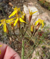 Senecio junceus