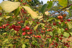 Euonymus latifolius planipes