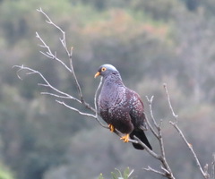 Columba arquatrix
