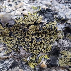 Calvitimela armeniaca