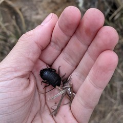 Deropeltis madecassa