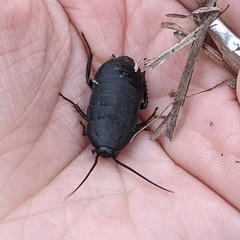 Deropeltis madecassa