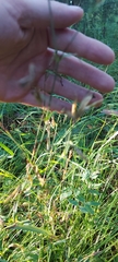 Dianthus superbus