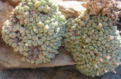 Conophytum carpianum