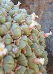 Conophytum carpianum