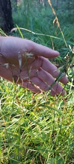 Dianthus superbus