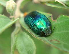Acmaeodera