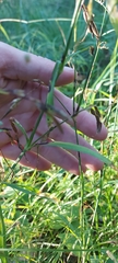 Dianthus superbus