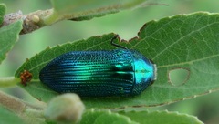 Acmaeodera