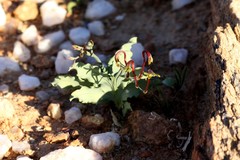 Freesia viridis