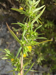Carpacoce