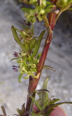 Carpacoce
