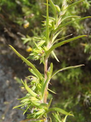 Carpacoce