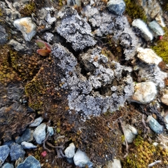 Catapyrenium cinereum