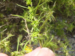 Carpacoce