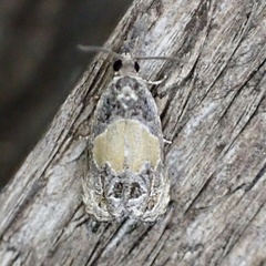 Olethreutes osmundana